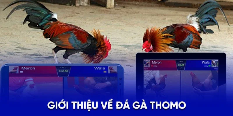 Giới thiệu về đá gà Thomo