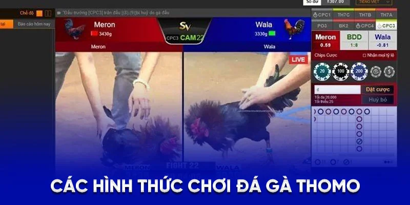 Các hình thức chơi đá gà Thomo