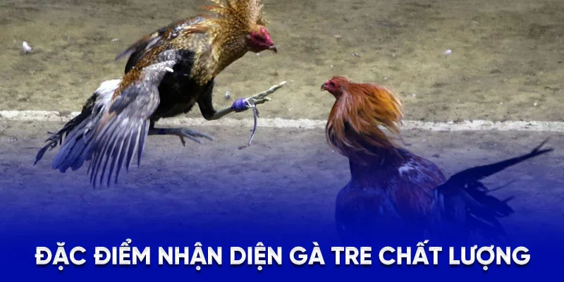 Đặc điểm nhận diện gà tre chất lượng
