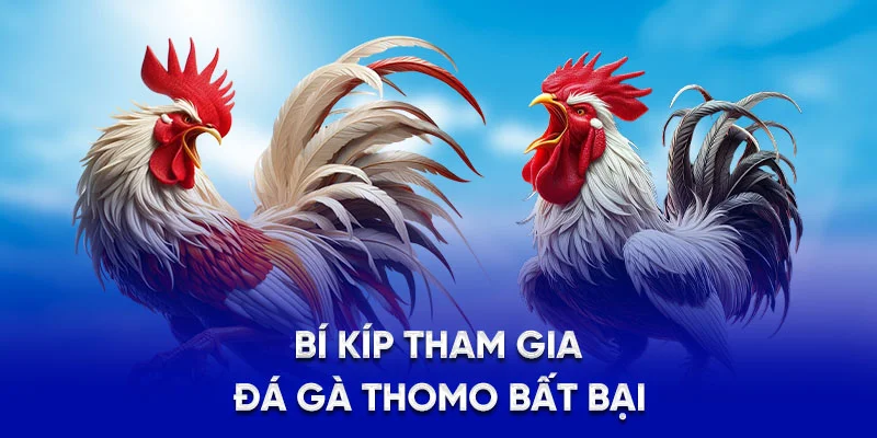 Bí kíp tham gia đá gà Thomo bất bại
