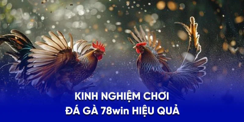 Kinh nghiệm chơi đá gà 78win hiệu quả